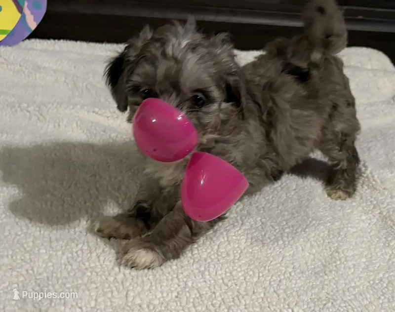 Maverick  – Australian Labradoodle puppy for sale in Waynesfield, OH