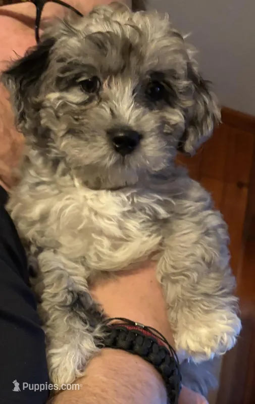 Maverick  – Australian Labradoodle puppy for sale in Waynesfield, OH