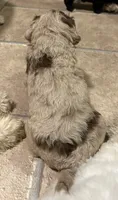 Winston, a male Australian Labradoodle for sale in Waynesfield, OH – 2 of 5