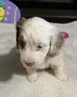Milo, a male Australian Labradoodle for sale in Waynesfield, OH – Photo 7 of 8