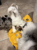 Milo, a male Australian Labradoodle for sale in Waynesfield, OH – Photo 8 of 8