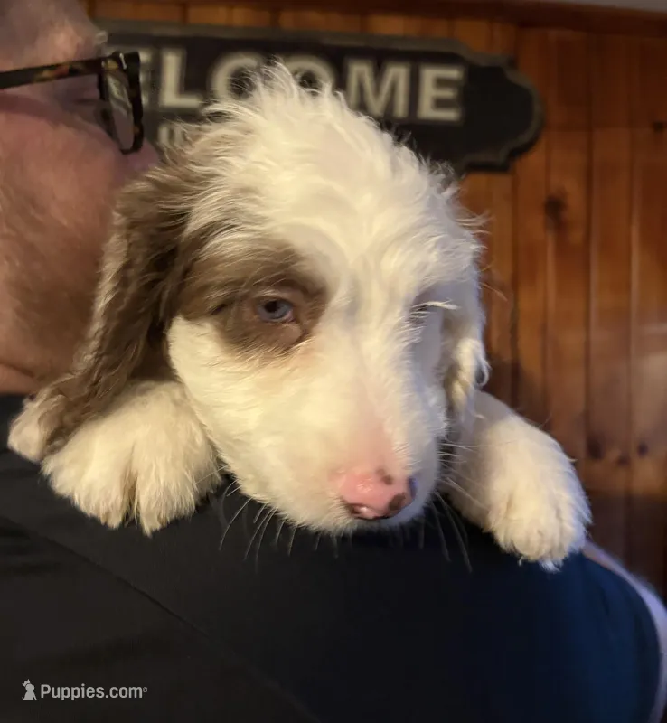 Milo – Australian Labradoodle puppy for sale in Waynesfield, OH