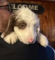 Milo, a male Australian Labradoodle for sale in Waynesfield, OH – Photo 1 of 8