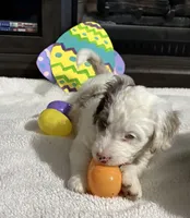 Milo, a male Australian Labradoodle for sale in Waynesfield, OH – Photo 6 of 8