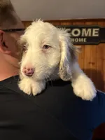 Milo, a male Australian Labradoodle for sale in Waynesfield, OH – Photo 2 of 8