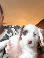 Milo, a male Australian Labradoodle for sale in Waynesfield, OH – Photo 4 of 8