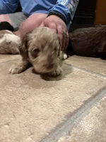 Winston, a male Australian Labradoodle for sale in Waynesfield, OH – 5 of 5