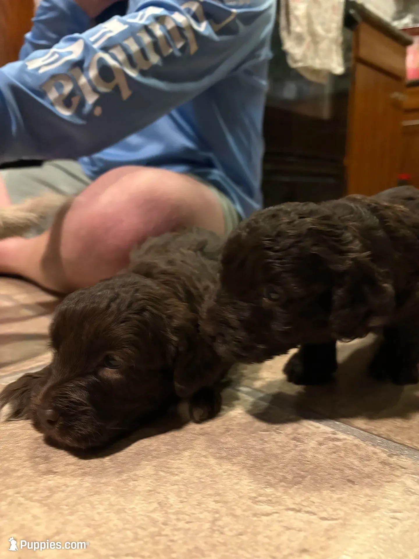 Sully , a male Australian Labradoodle for sale in Waynesfield, OH – 1 of 5
