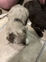 Winston, a male Australian Labradoodle for sale in Waynesfield, OH – 4 of 5