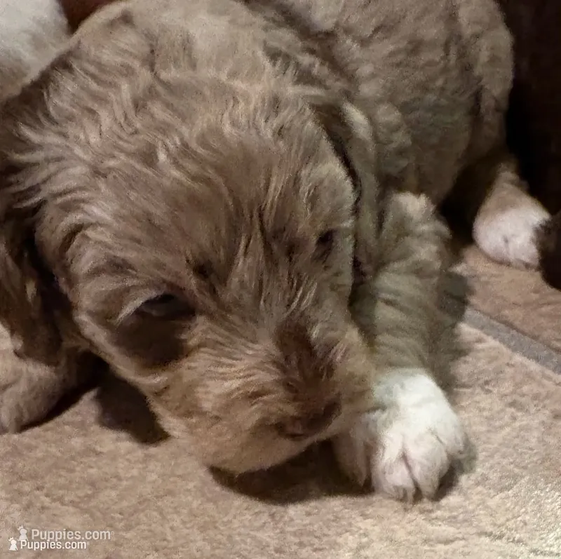 Winston – Australian Labradoodle puppy for sale in Waynesfield, OH