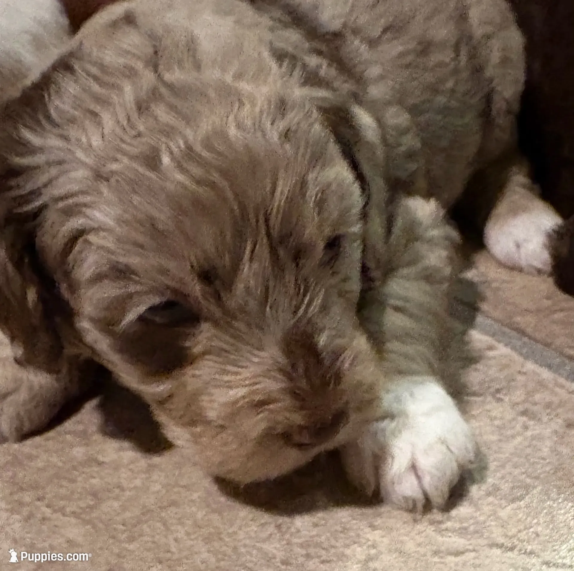 Winston, a male Australian Labradoodle for sale in Waynesfield, OH – 1 of 5