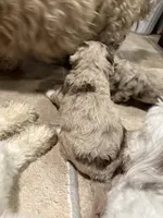 Odie , a male Australian Labradoodle for sale in Waynesfield, OH – 5 of 6