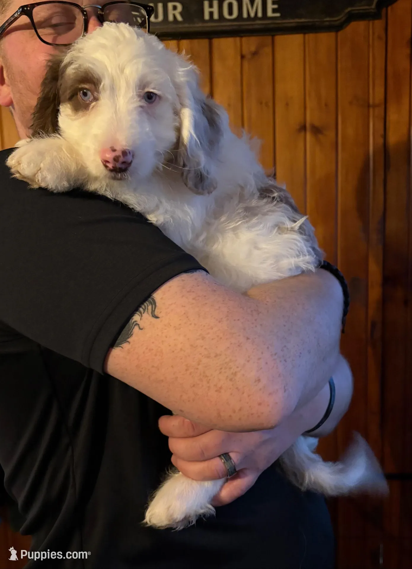 Milo, a male Australian Labradoodle for sale in Waynesfield, OH – Photo 3 of 8