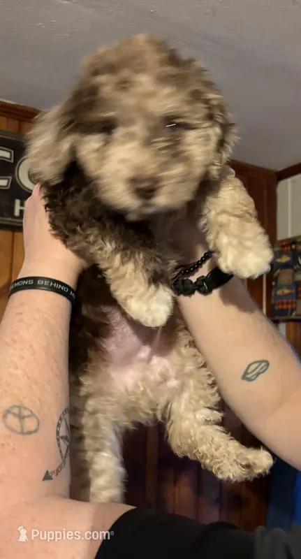 Gus  – Australian Labradoodle puppy for sale in Waynesfield, OH