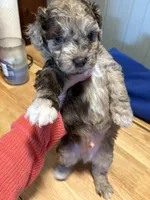 Gus , a male Australian Labradoodle for sale in Waynesfield, OH – Photo 3 of 5