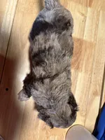 Gus , a male Australian Labradoodle for sale in Waynesfield, OH – Photo 5 of 5