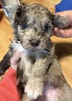 Gus , a male Australian Labradoodle for sale in Waynesfield, OH – Photo 2 of 5