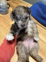 Gus , a male Australian Labradoodle for sale in Waynesfield, OH – Photo 4 of 5