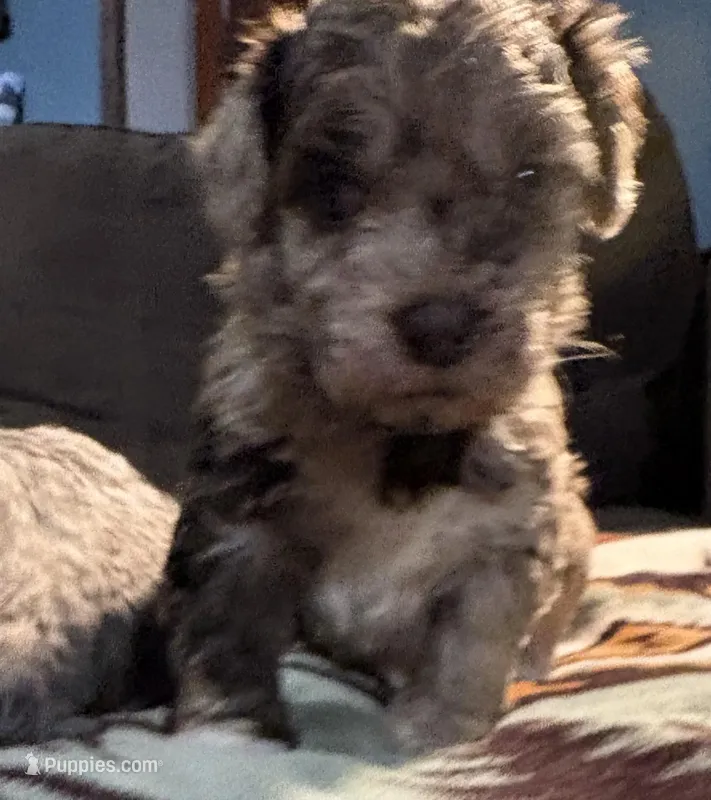 Gus  – Australian Labradoodle puppy for sale in Waynesfield, OH