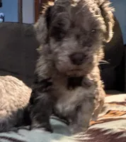 Gus , a male Australian Labradoodle for sale in Waynesfield, OH – Photo 1 of 5