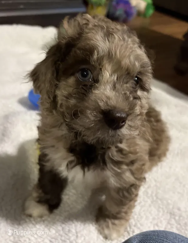 Gus  – Australian Labradoodle puppy for sale in Waynesfield, OH