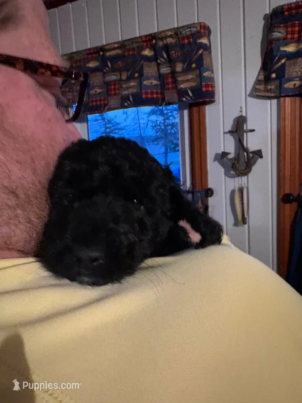 Diesel  – Australian Labradoodle puppy for sale in Waynesfield, OH