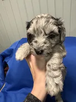 Tilly , a female Australian Labradoodle for sale in Waynesfield, OH – Photo 2 of 4