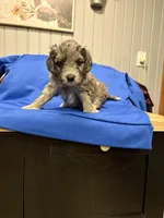 Tilly , a female Australian Labradoodle for sale in Waynesfield, OH – Photo 3 of 4