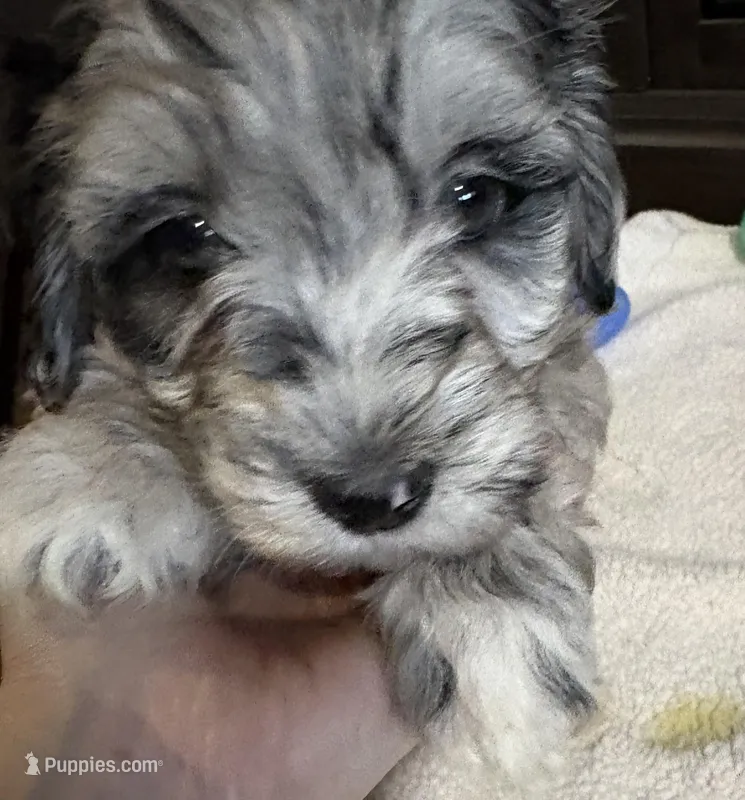 Tilly  – Australian Labradoodle puppy for sale in Waynesfield, OH