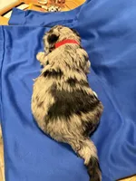 Tilly , a female Australian Labradoodle for sale in Waynesfield, OH – Photo 4 of 4