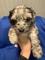 Tilly , a female Australian Labradoodle for sale in Waynesfield, OH – Photo 1 of 4