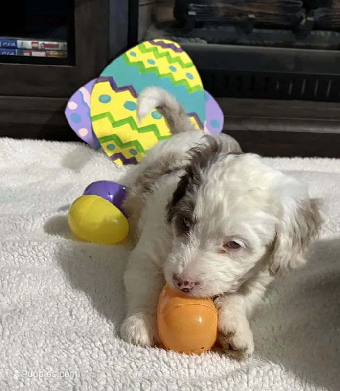 Milo – Australian Labradoodle puppy for sale in Waynesfield, OH