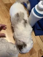 Milo, a male Australian Labradoodle for sale in Waynesfield, OH – Photo 4 of 6