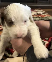 Milo, a male Australian Labradoodle for sale in Waynesfield, OH – Photo 2 of 6