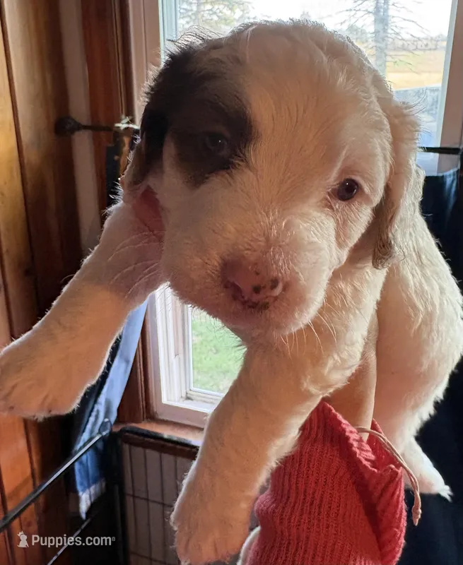 Milo – Australian Labradoodle puppy for sale in Waynesfield, OH