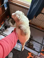 Milo, a male Australian Labradoodle for sale in Waynesfield, OH – Photo 6 of 6