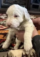 Milo, a male Australian Labradoodle for sale in Waynesfield, OH – Photo 3 of 6