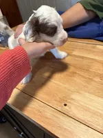 Milo, a male Australian Labradoodle for sale in Waynesfield, OH – Photo 5 of 6