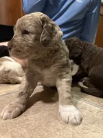 Winston, a male Australian Labradoodle for sale in Waynesfield, OH – 3 of 5