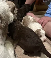 Sully , a male Australian Labradoodle for sale in Waynesfield, OH – 3 of 5