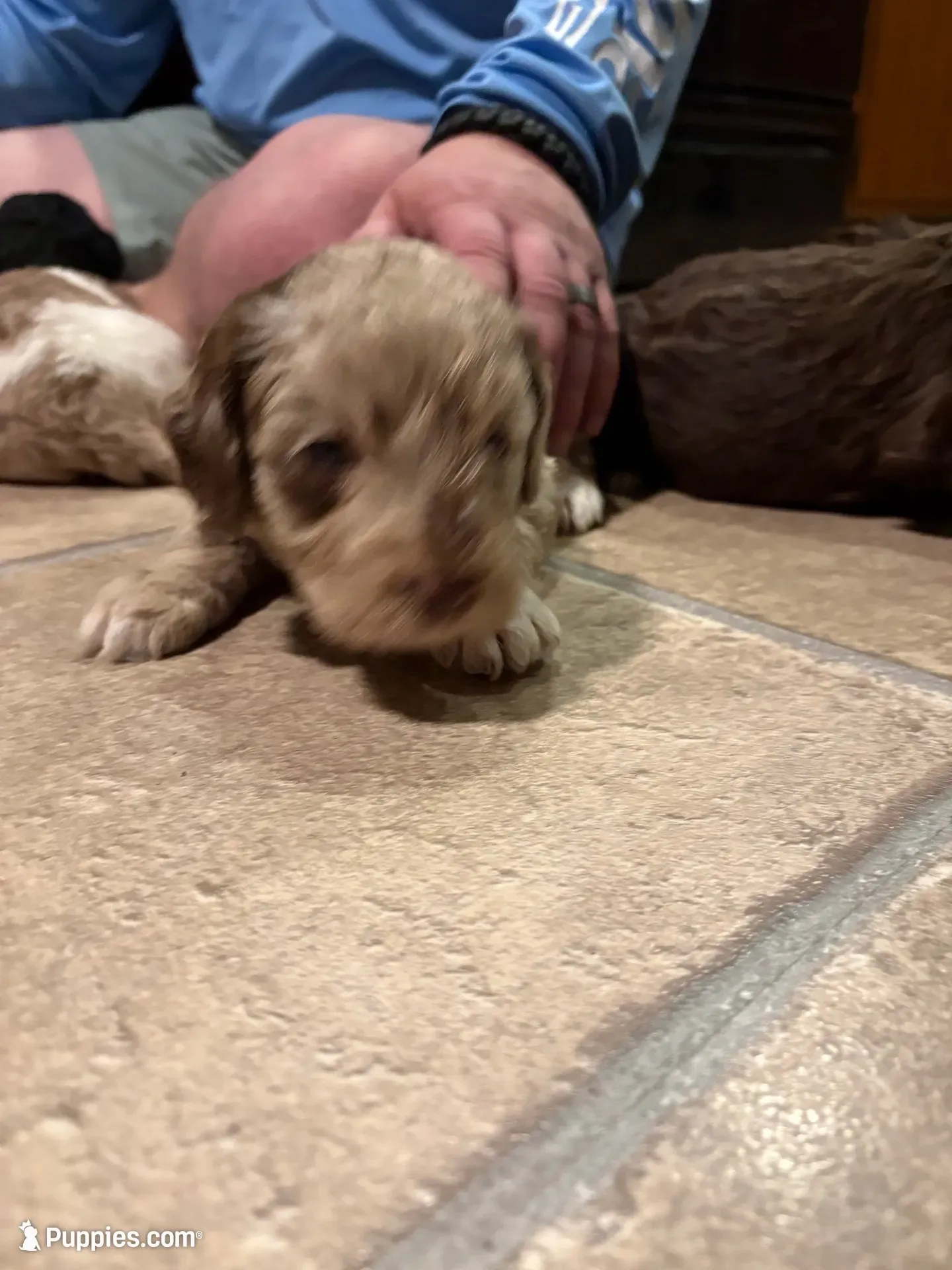 Odie , a male Australian Labradoodle for sale in Waynesfield, OH – 1 of 6