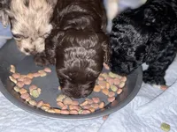 Odie , a male Australian Labradoodle for sale in Waynesfield, OH – 6 of 6