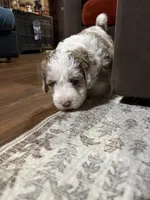 Monte , a male Australian Labradoodle for sale in Waynesfield, OH – 5 of 5