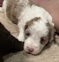 Monte , a male Australian Labradoodle for sale in Waynesfield, OH – 1 of 5
