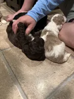 Sully , a male Australian Labradoodle for sale in Waynesfield, OH – 4 of 5