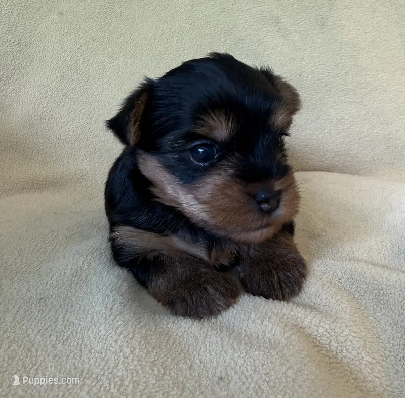 Jolene – Yorkshire Terrier puppy for sale in Pendleton, OR
