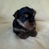 Jolene, a female Yorkshire Terrier for sale in Pendleton, OR – 1 of 3