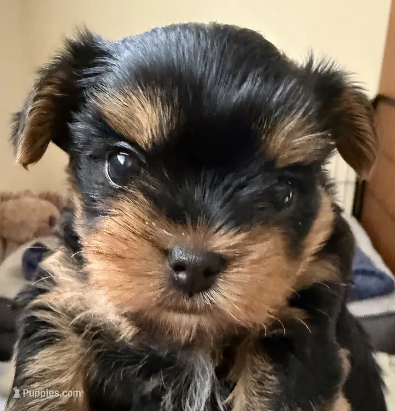 Dolly – Yorkshire Terrier puppy for sale in Pendleton, OR