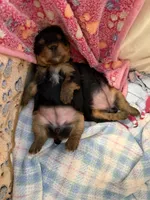 Dolly, a female Yorkshire Terrier for sale in Pendleton, OR – 5 of 5