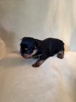 Dolly, a female Yorkshire Terrier for sale in Pendleton, OR – 3 of 5